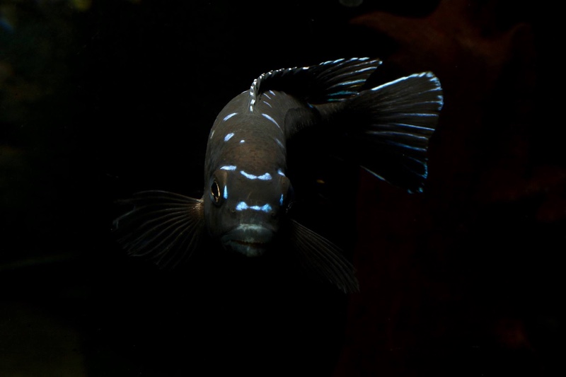 Chindongo sp. 'elongatus spot' Hai Reef